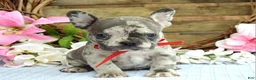 French Bulldog dogs for sale: Felix  - Ad 4