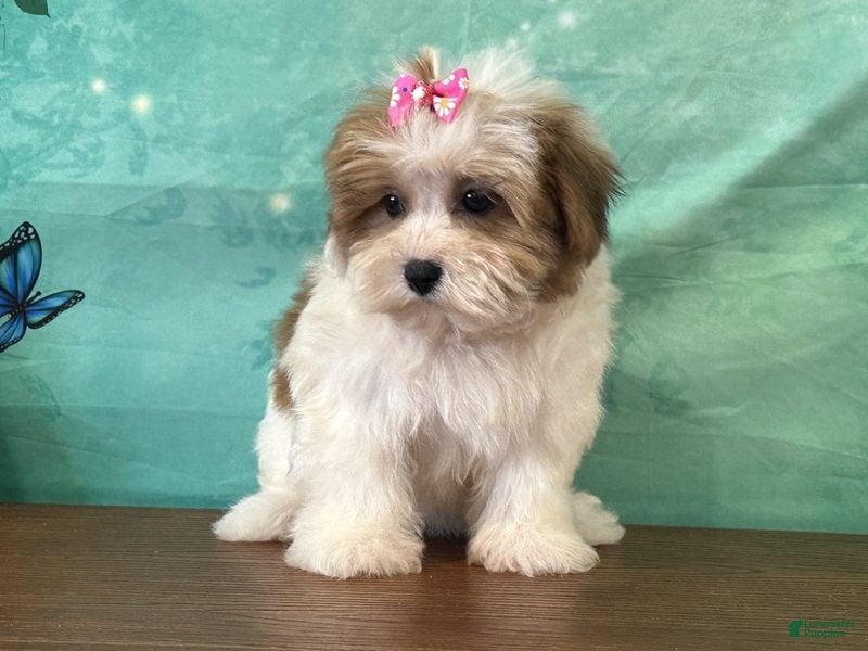 Teddy Bear dogs Nellie - Ad 1