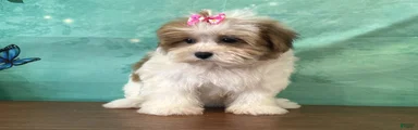 Nellie