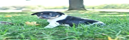 Rat Terrier dogs for sale: Pansy - Ad 2