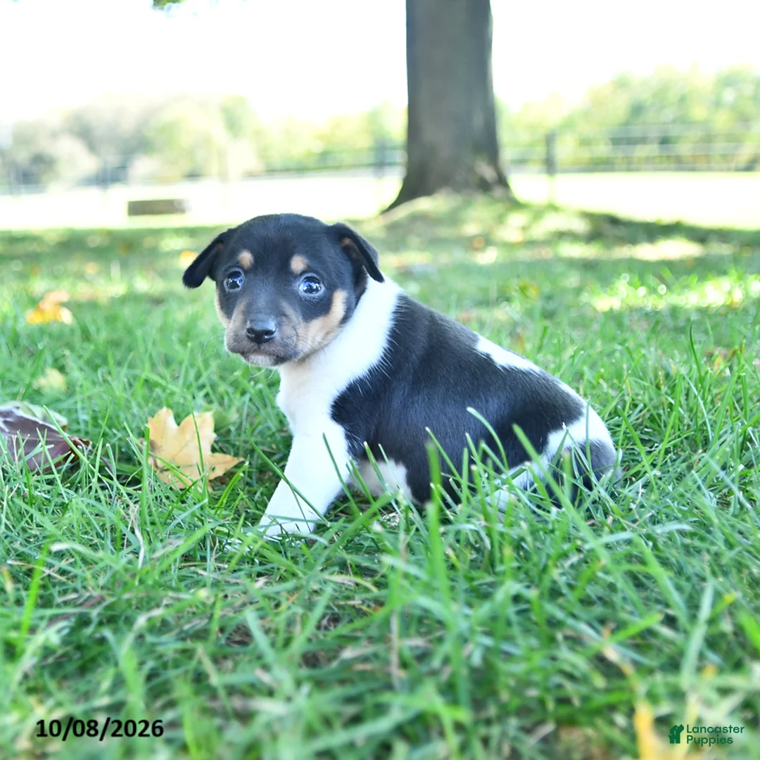 Rat Terrier dogs for sale: Pansy - Ad 2