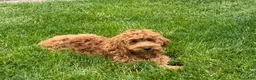 Cockapoo dogs for sale: Manny - Ad 13