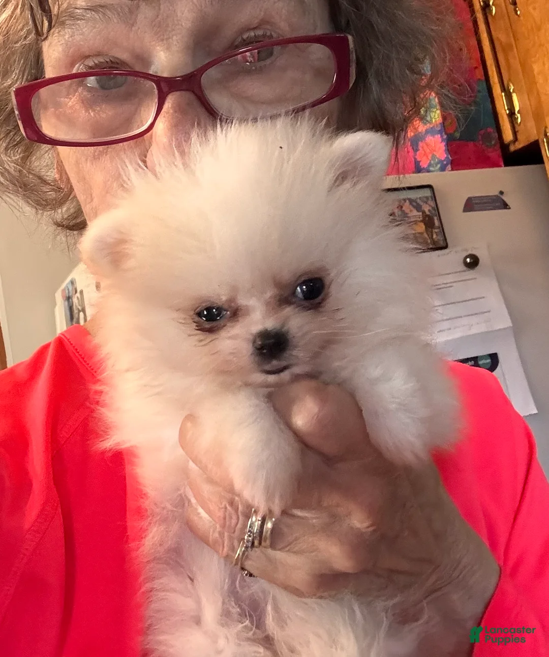 Pomeranian dogs for sale: Pomeranian Puppy 1 - Ad 7
