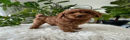 Cavapoo dogs for sale: Dixie  - Ad 2