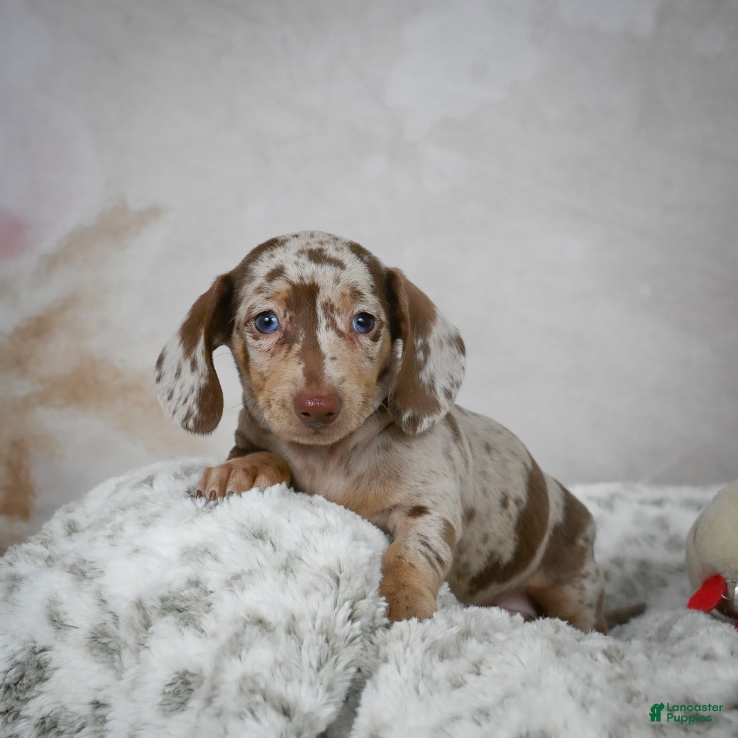 Miniature Dachshund dogs Hudson - Ad 9