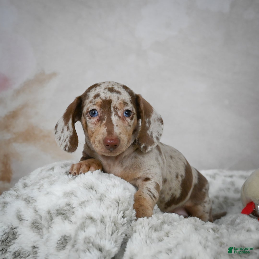 Miniature Dachshund dogs for sale: Hudson - Ad 1