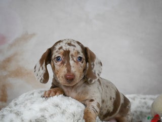Miniature Dachshund dogs for sale: Hudson - Ad 2