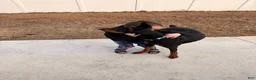 Doberman Pinscher dogs for sale: Doberman Pinscher Puppy 1 - Ad 3