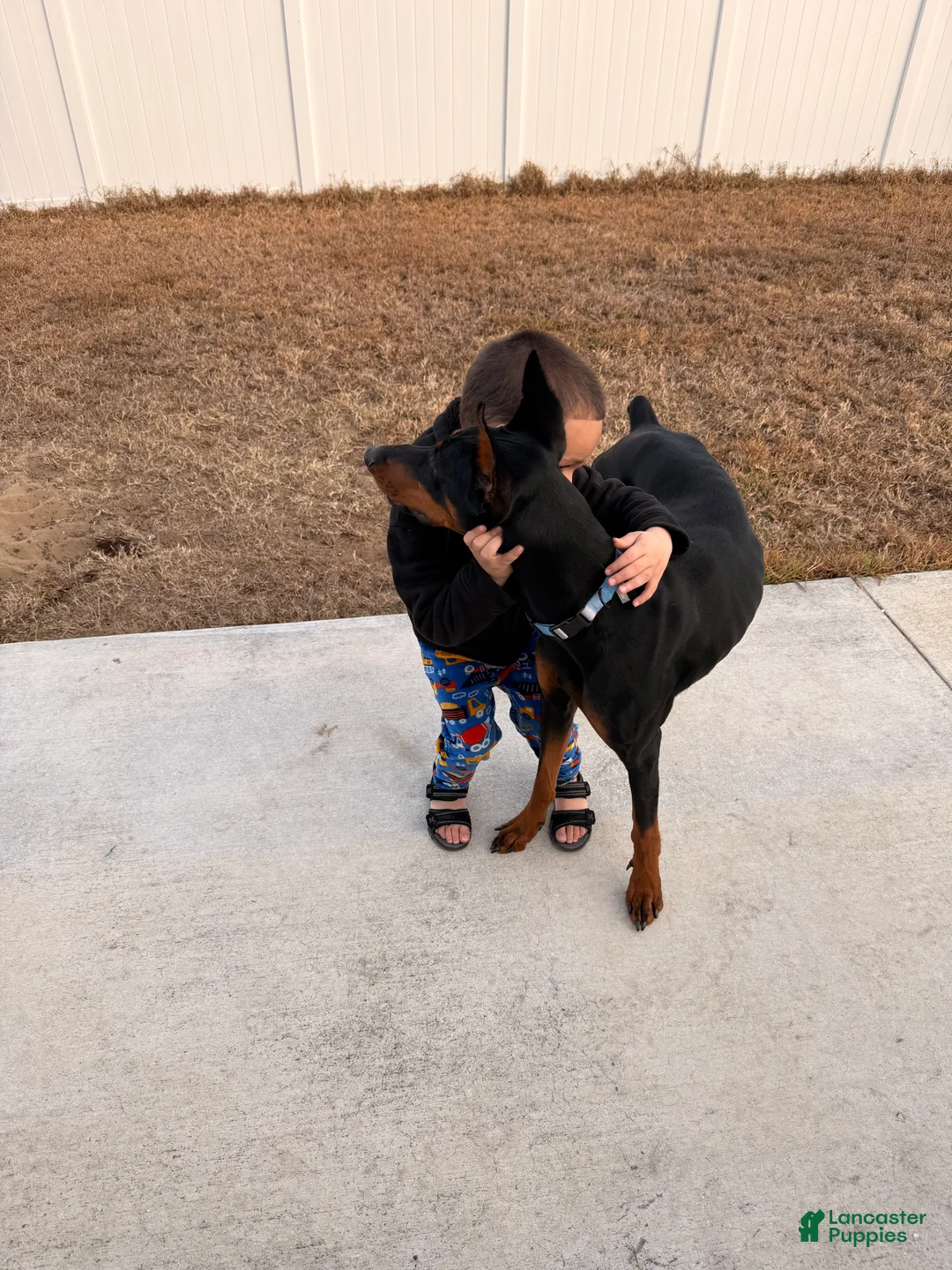 Doberman Pinscher dogs for sale: Doberman Pinscher Puppy 1 - Ad 3