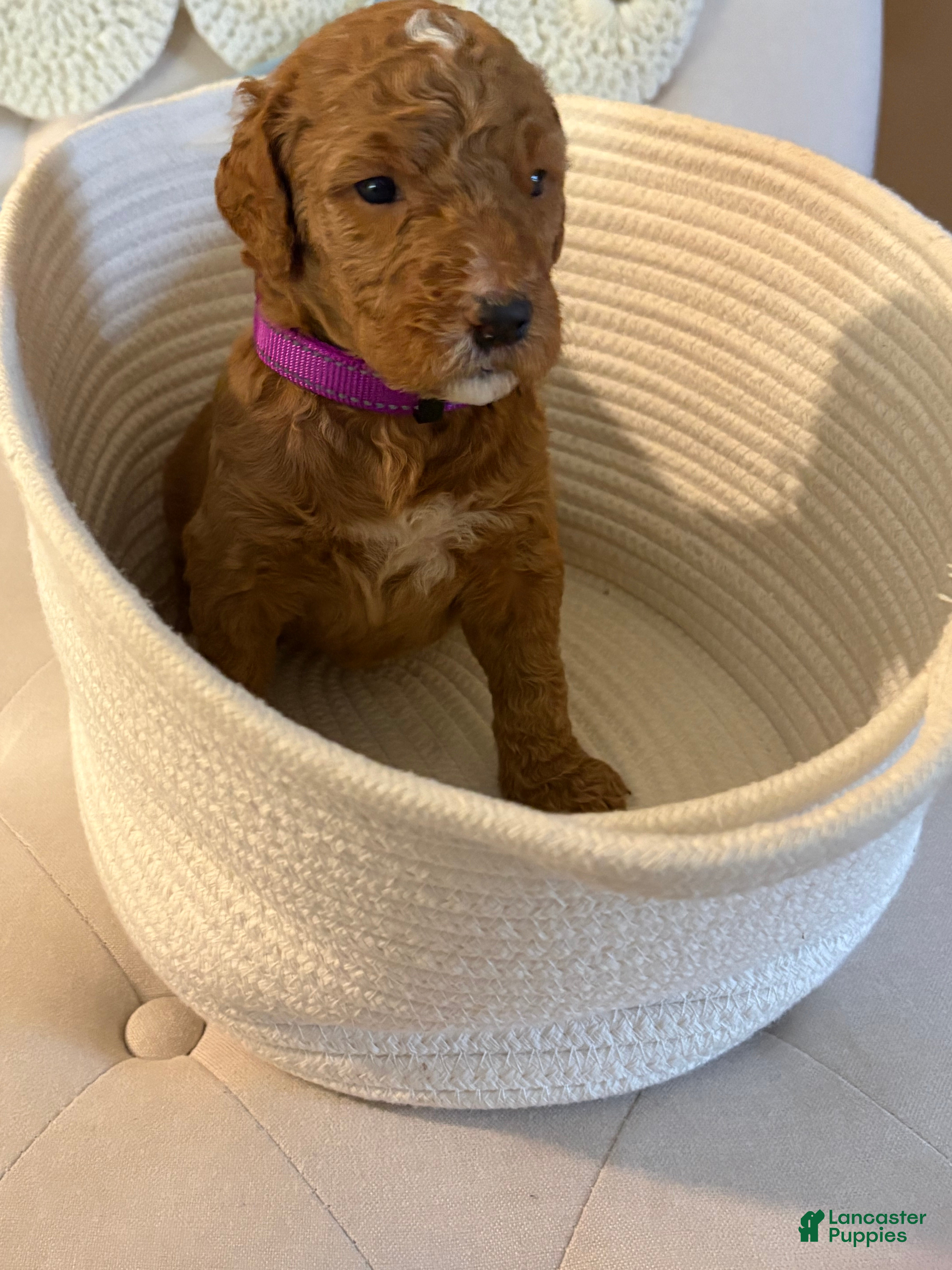 Goldendoodle dogs Goldendoodle purple collar  - Ad 25
