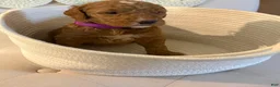 Goldendoodle dogs for sale: Goldendoodle purple collar  - Ad 1
