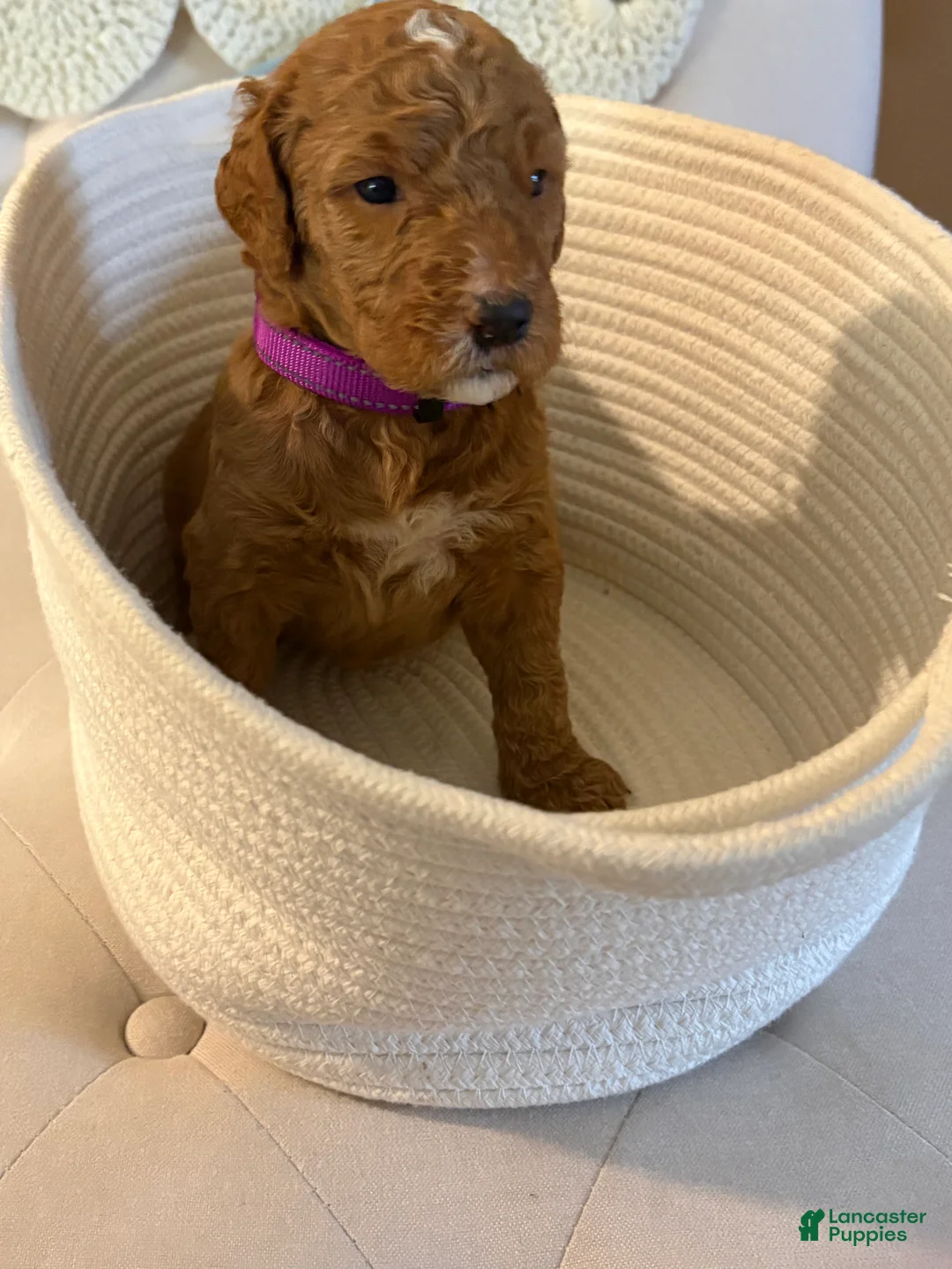 Goldendoodle dogs for sale: Goldendoodle purple collar  - Ad 1
