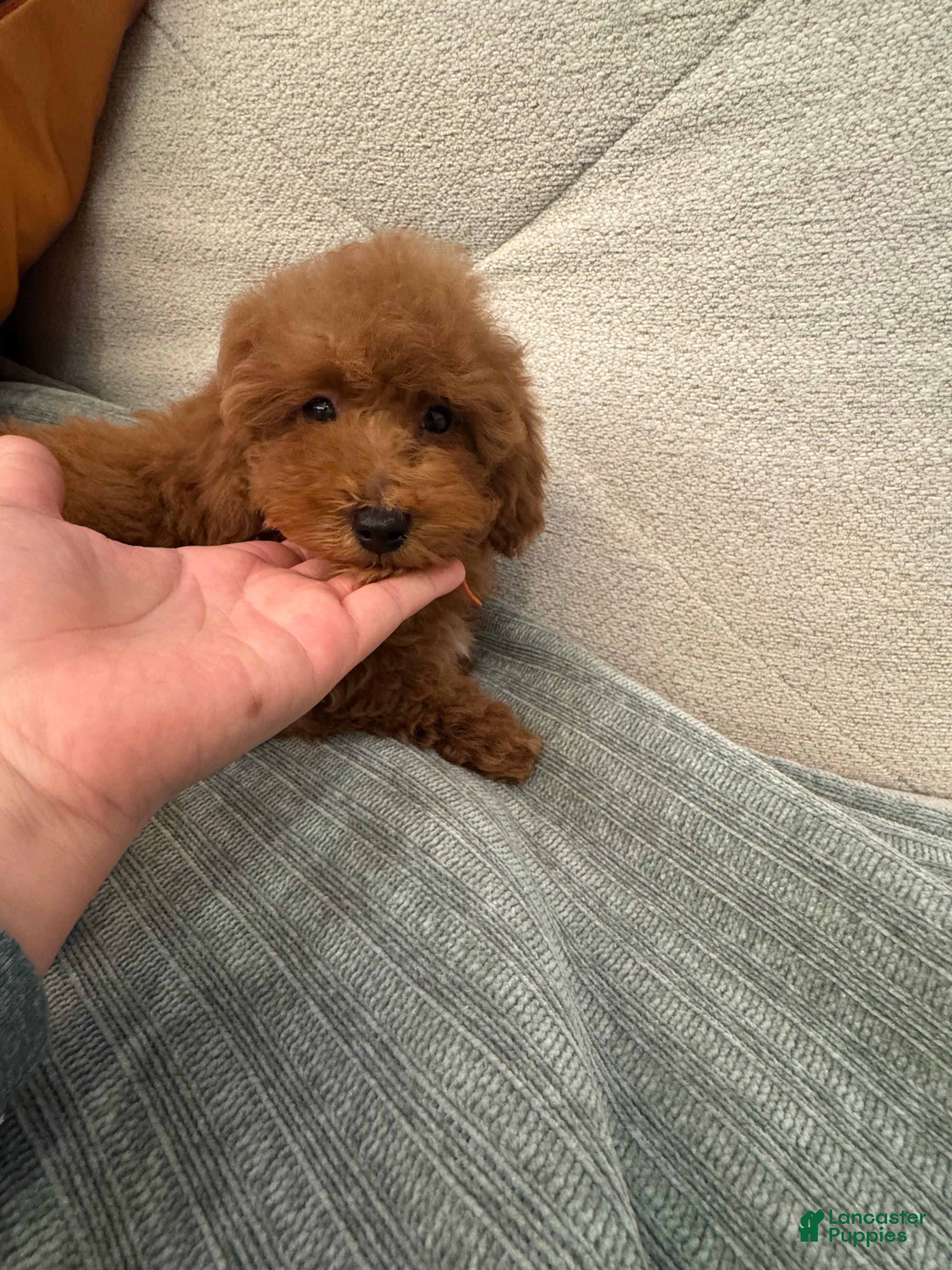 Toy Poodle dogs Mocha - Ad 1