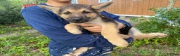 German Shepherd dogs for sale: German Shepherd 1 - Ad 1