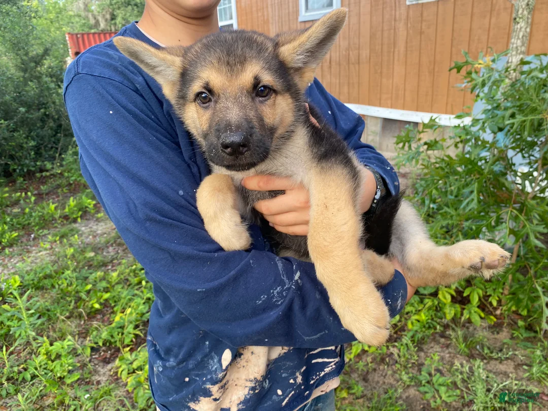German Shepherd dogs for sale: German Shepherd 1 - Ad 1