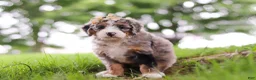 Mini Bernedoodle dogs for sale: Mimosa - Ad 3