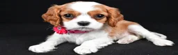 Cavalier King Charles Spaniel dogs for sale: Rose - Ad 1