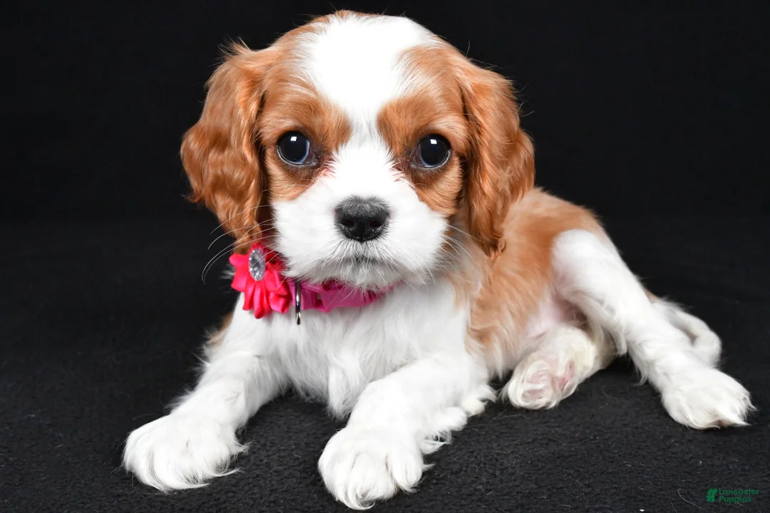 Cavalier King Charles Spaniel dogs for sale: Rose - Ad 1