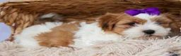 Teddy Bear dogs for sale: TRIXIE - Ad 12