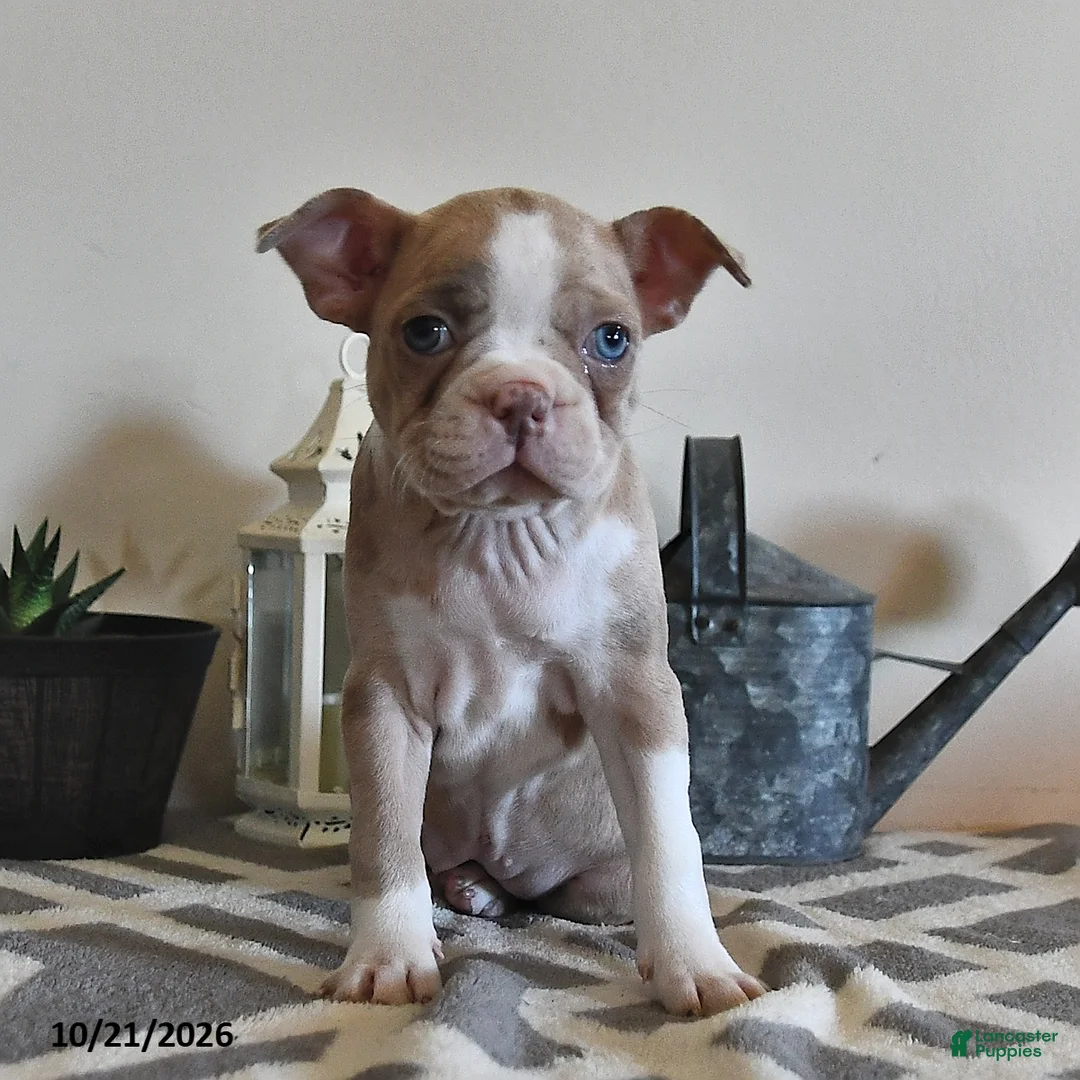 Boston Terrier dogs for sale: Crissa - Ad 2