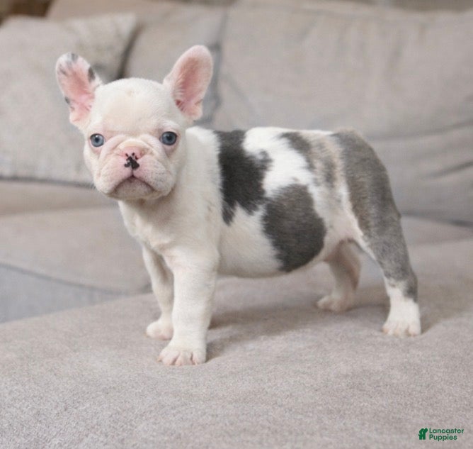 French Bulldog dogs French Bulldog Puppy 1 - Ad 3