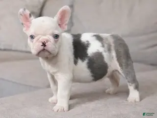 French Bulldog dogs French Bulldog Puppy 1 - Ad 3