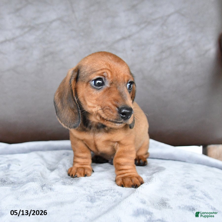 Miniature Dachshund dogs Champ  - Ad 2