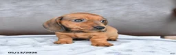 Miniature Dachshund dogs for sale: Champ  - Ad 2