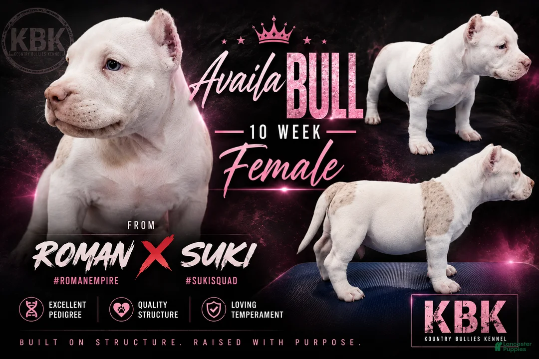 American Bully dogs for sale: Blanca - Ad 1