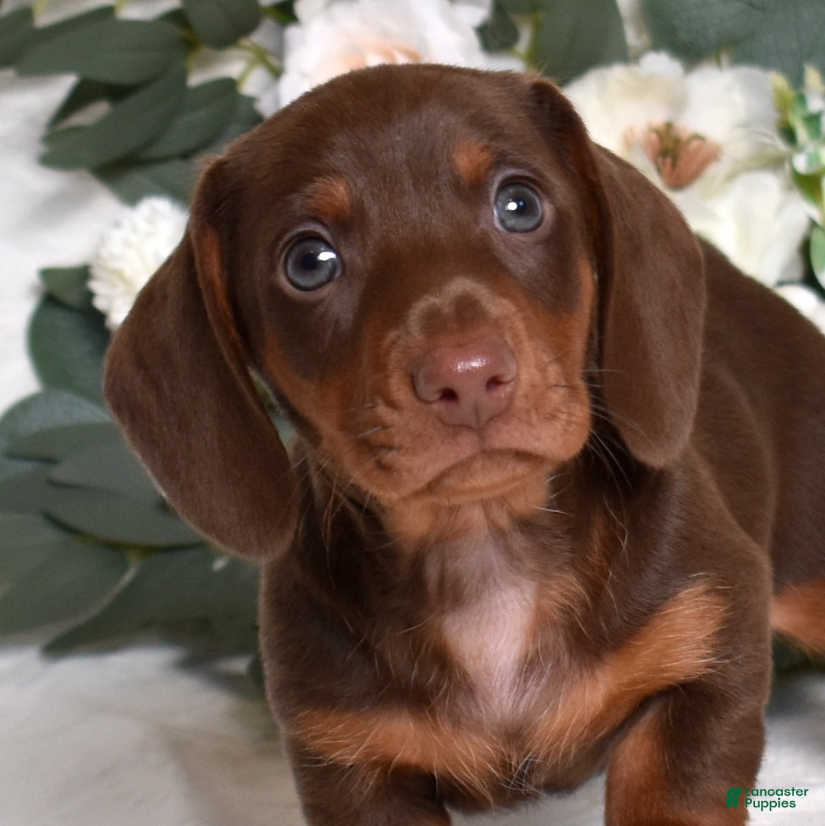 Miniature Dachshund dogs Wilbur  - Ad 12