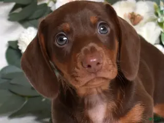 Miniature Dachshund dogs Wilbur - Ad 12