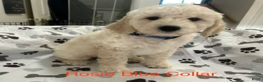 Rosie - Blue Female Goldendoodle 