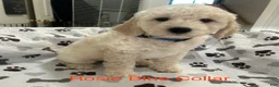 Goldendoodle dogs for sale: Rosie - Blue Female Goldendoodle  - Ad 1