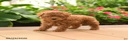 Toy Poodle dogs for sale: Milo - Ad 4