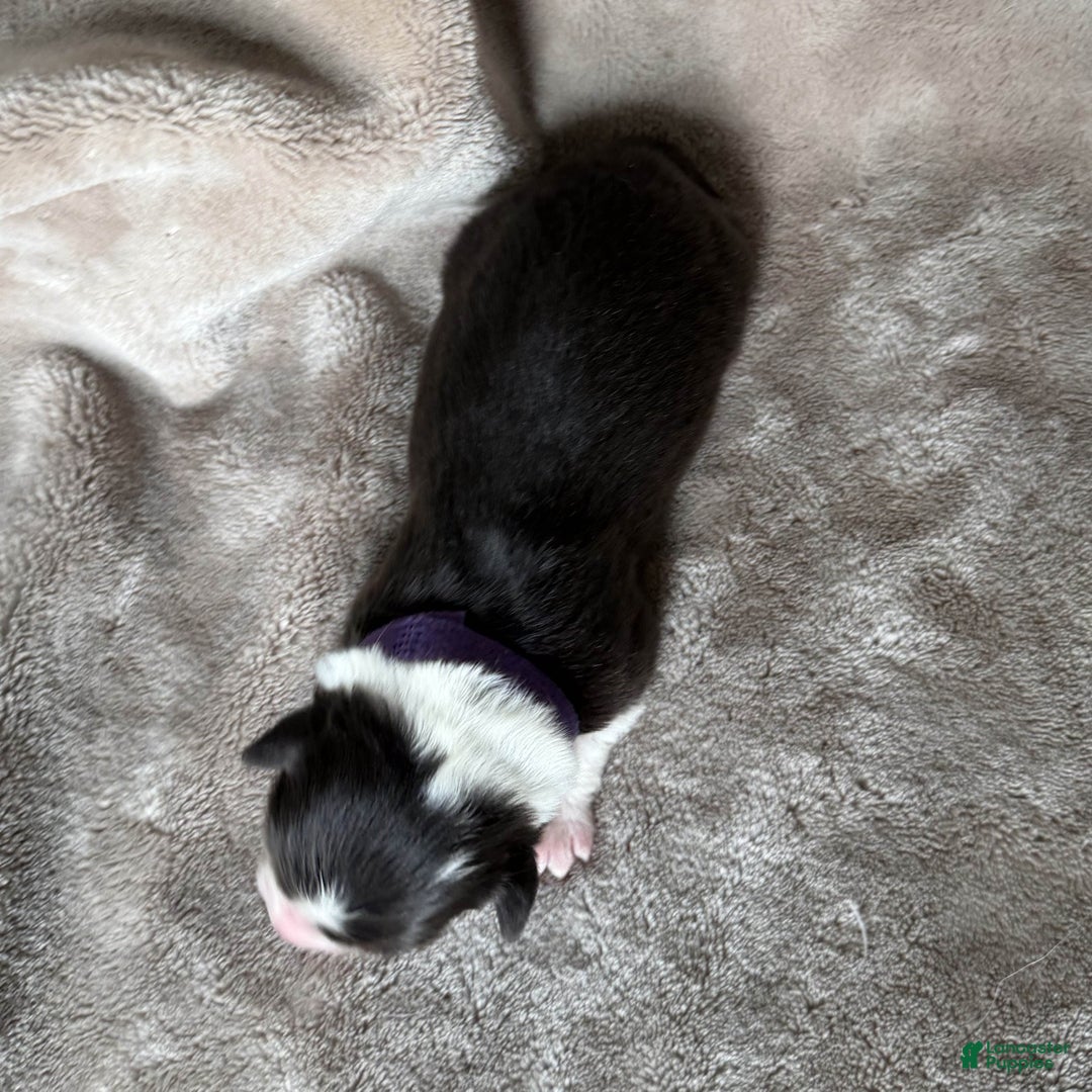 Australian Shepherd dogs for sale: Pepper - Ad 3