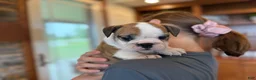 English Bulldog dogs for sale: Henry - Ad 3