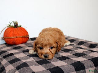 Mini Goldendoodle dogs - Ad 36