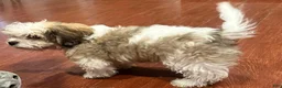 Cavachon dogs for sale: Cavachon 1 - Ad 5