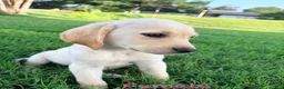 Labrador Retriever dogs for sale: Labrador Retriever 8 - Ad 6