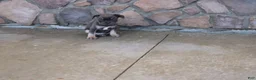 French Bulldog dogs for sale: Tom - Ad 3
