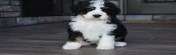 Mini Bernedoodle dogs for sale: Jester - Ad 5