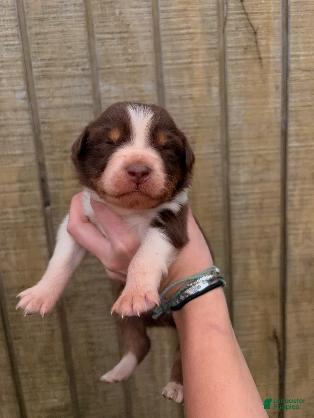 Australian Shepherd dogs for sale: Australian Shepherd Puppy 3 - Ad 1