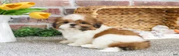 Shih Tzu dogs for sale: Dover  - Ad 3