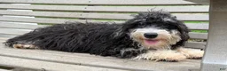 Mini Bernedoodle dogs for sale: Kate - Ad 1