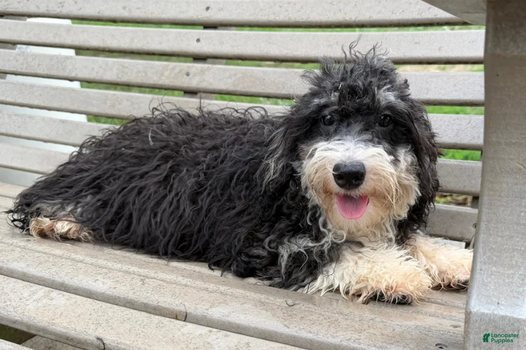 Mini Bernedoodle dogs for sale: Kate - Ad 1