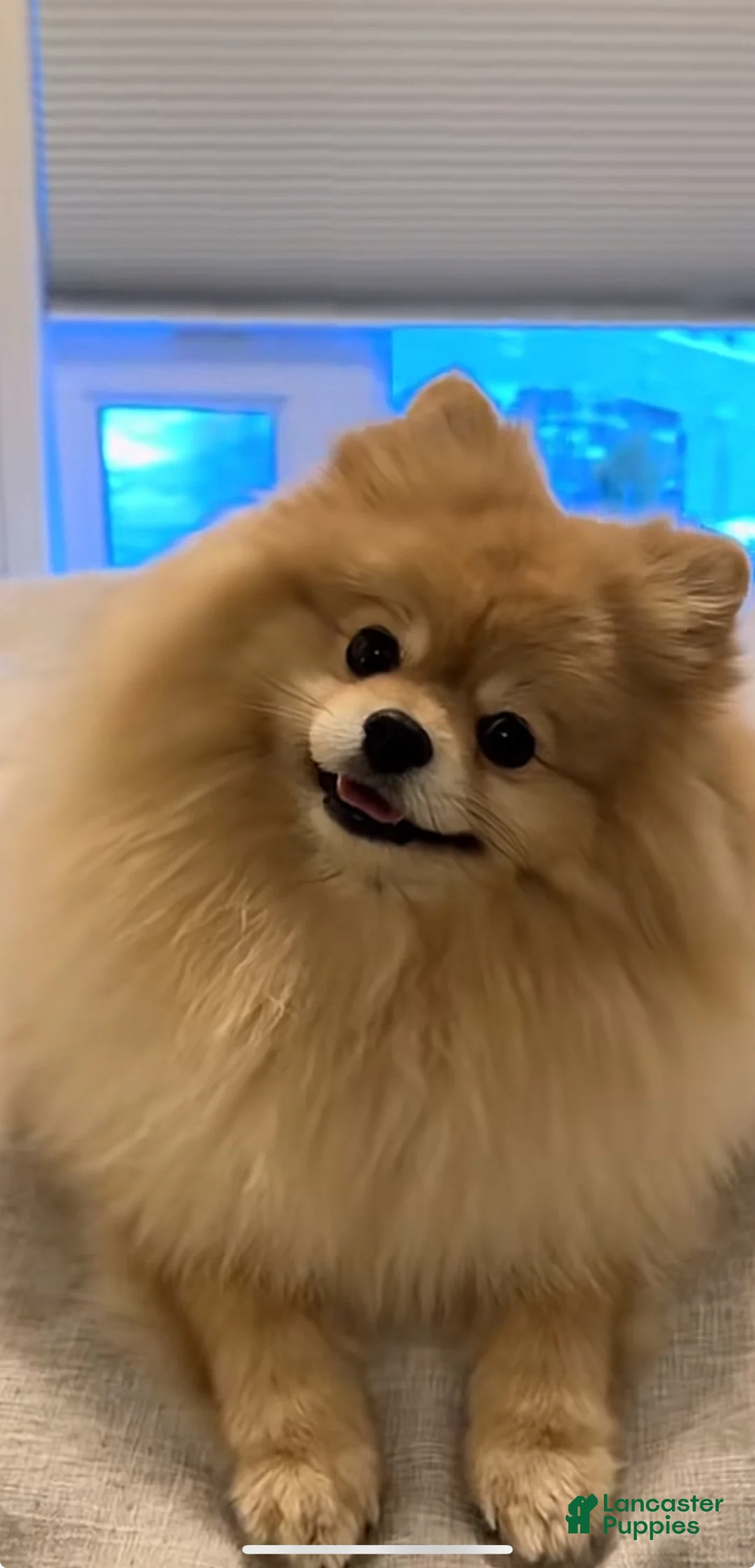 Pomeranian dogs for sale: Pomeranian Puppy 3 - Ad 2