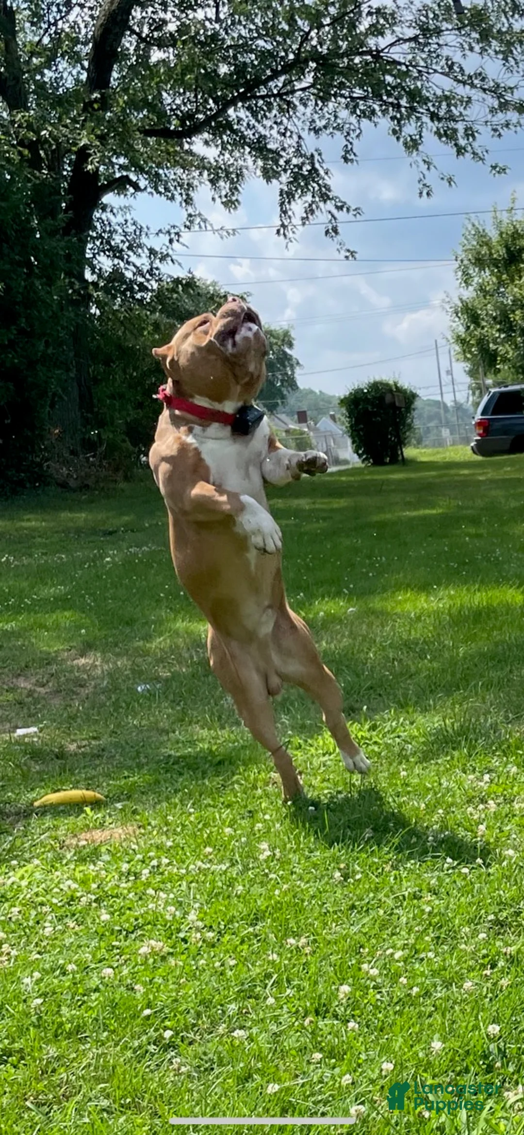 American Bully dogs for sale: American Bully Puppy 1 - Ad 6