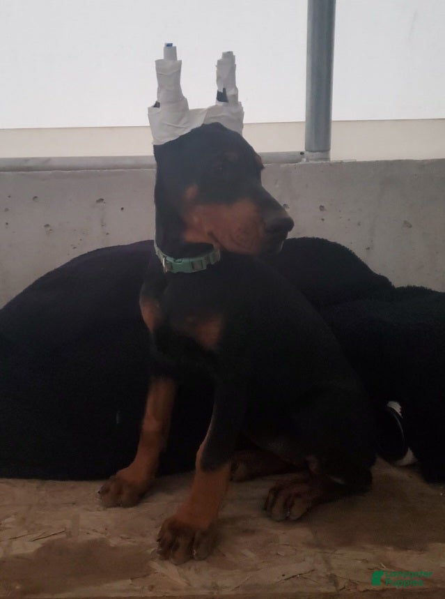 Doberman Pinscher dogs Sasha - Ad 1