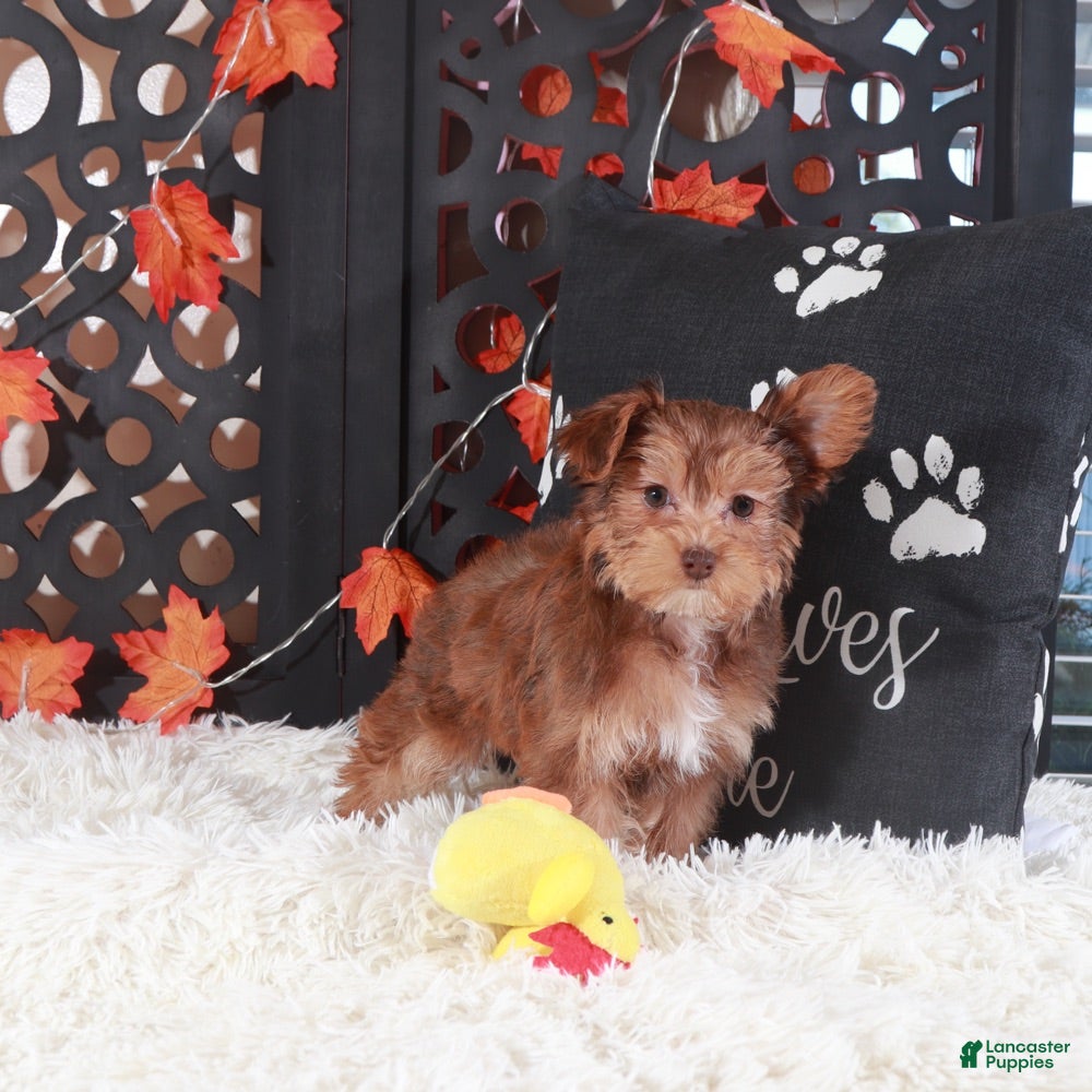 Yorkiepoo dogs Suzie-Q - Ad 16