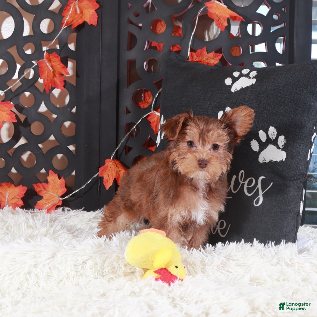 Yorkiepoo dogs for sale: Suzie-Q - Ad 1